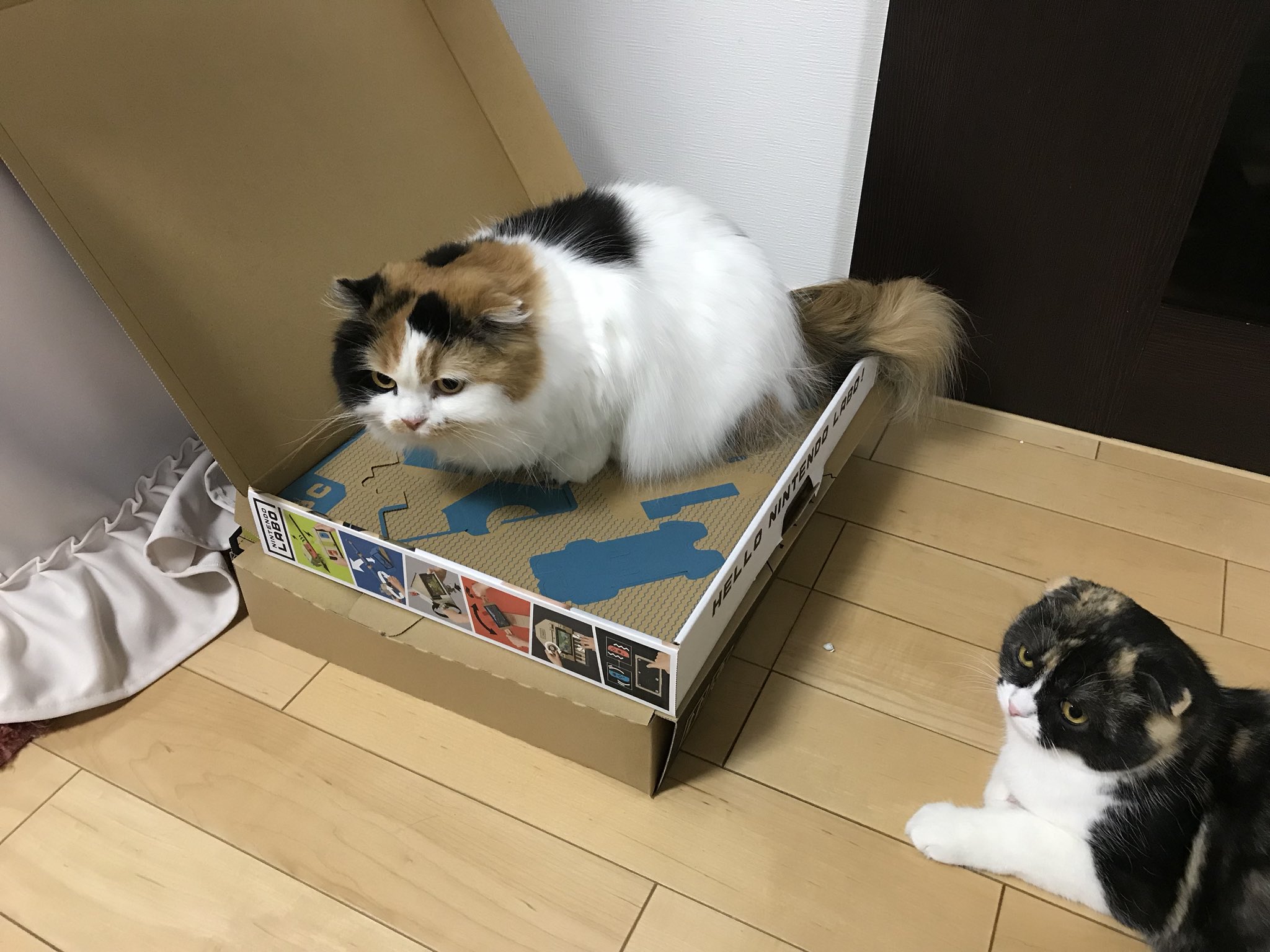 Nintendo cat. Нинтендо кошка. Кошка из Нинтендо. Cardboard clip Cat. Nintendo Cat meme.