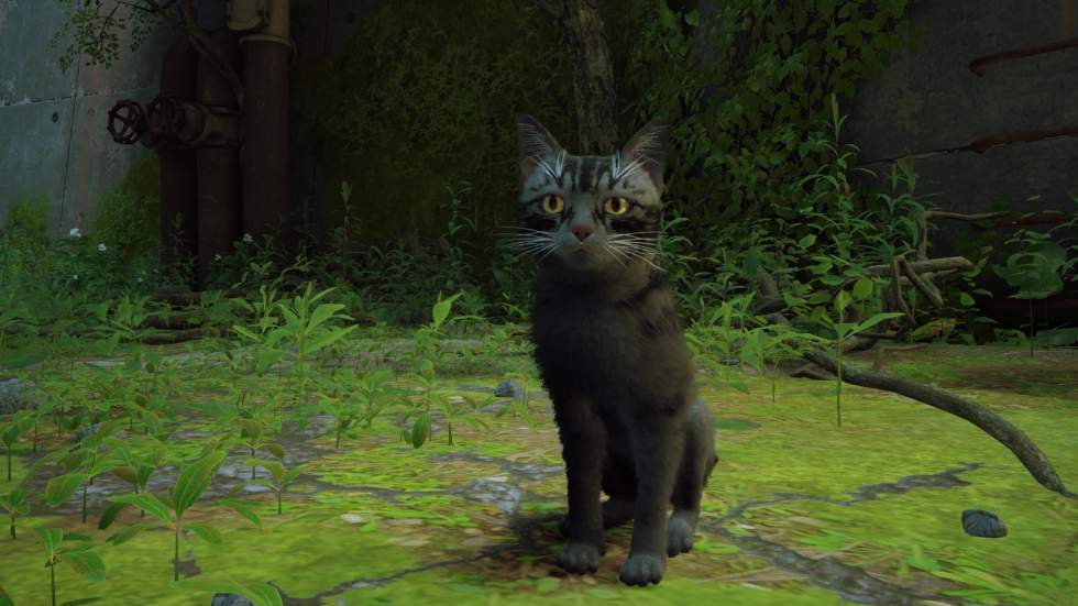 Indie - Моддер по запросу создаёт облики для котов для Stray - screenshot 3