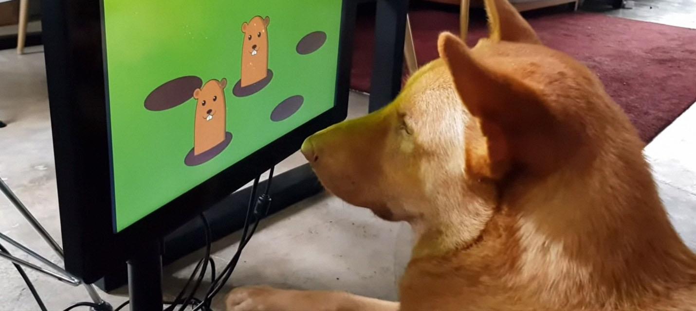 Изображение к В разработке консоль и видеоигры для собак: они полезны для здоровья четвероногих